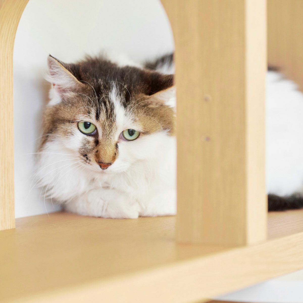 L様おまとめ　棚とねこ 壁面収納 棚 キャットウォーク 幅90cm 高さ185cm ナチュラルブラウン