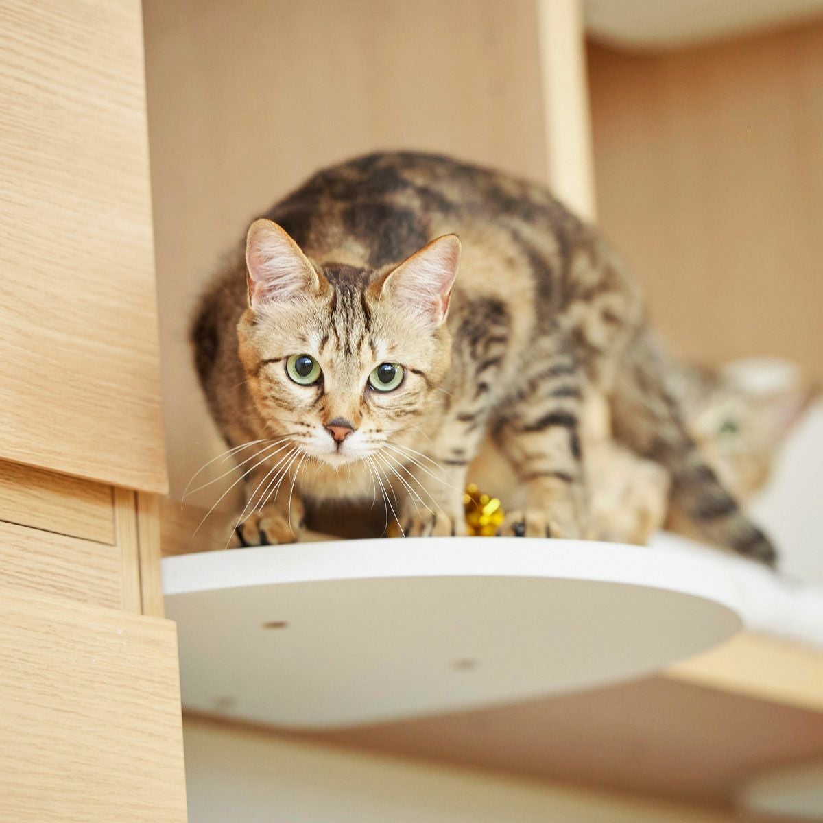 L様おまとめ　棚とねこ 猫と一緒に過ごす 猫家具「ニャコモ」特集 | 家具インテリア通販の