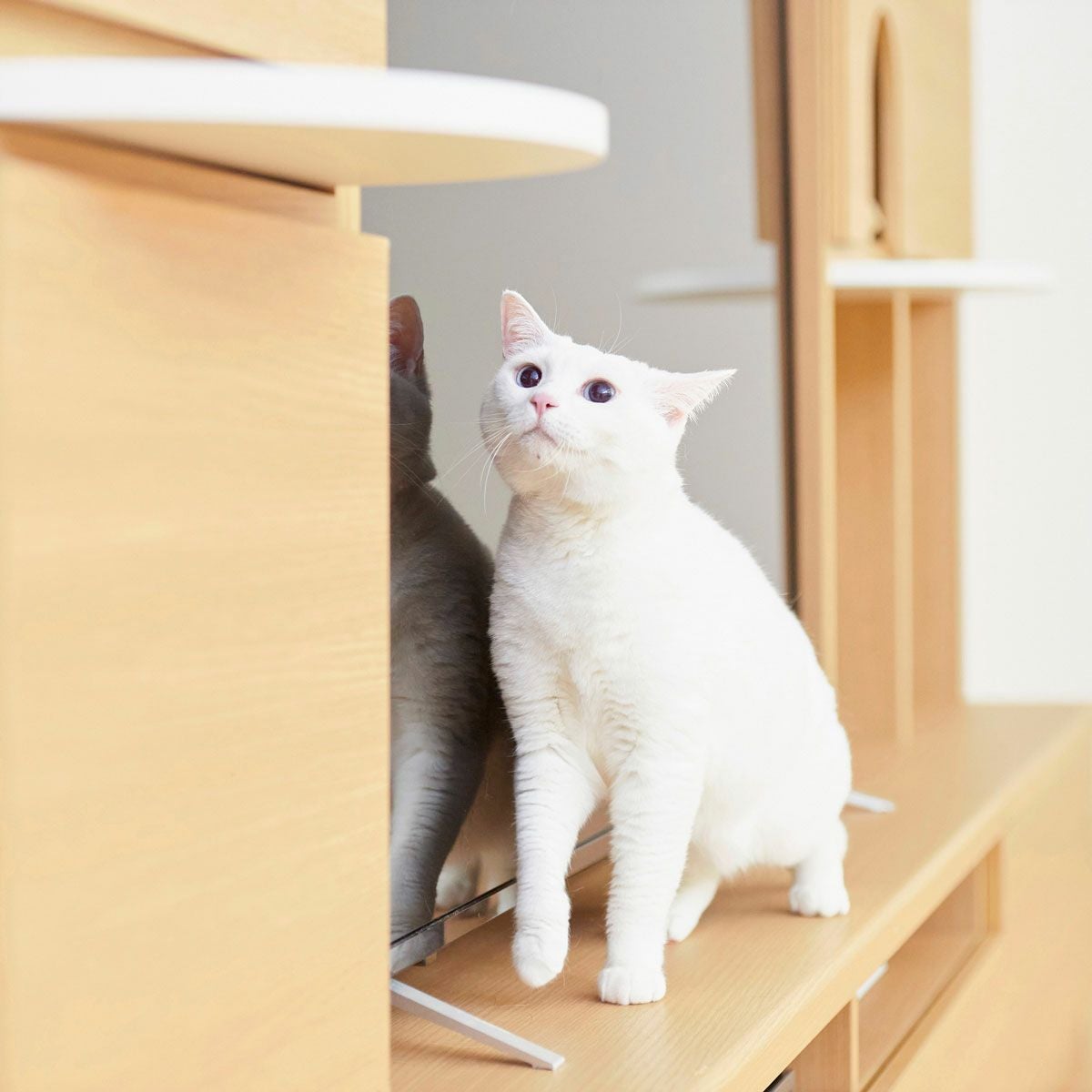 追加ステップ 猫用 ニャコモ専用 ナチュラルブラウン キャットウォーク