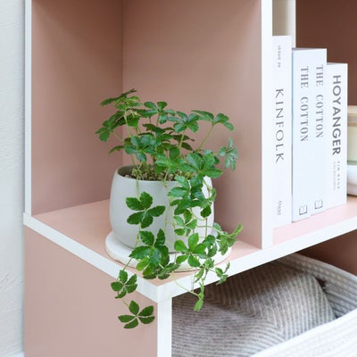 狭い方の棚は小さな物をディスプレイ